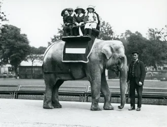 Een vrouwelijke Indiase olifant 